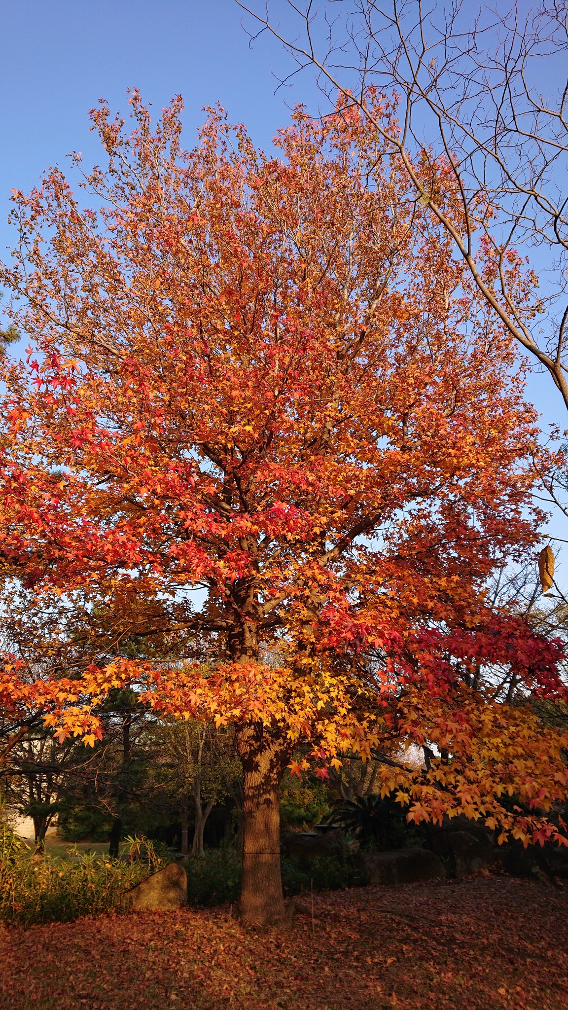 233．《モミジバフウ（紅葉葉楓） 別名 アメリカフウ》 | ニッセイ